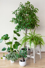 houseplants ficus benjamina, fittonia, monstera, nephrolepis and ficus microcarpa ginseng in flowerpots
