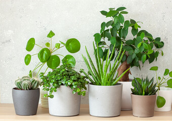 green houseplants succulent aloe vera, gasteria duval, pilea depressa, parodia warasii