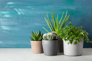 green houseplants cactus succulent aloe vera, gasteria duval, pilea depressa, parodia warasii