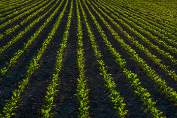 Rows of young sugar beets lit by the sun. Sugar beet cultivation. Close up of young sugar beet plants in converging long lines growing in fertilized soil.