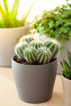 green houseplants cactus succulent aloe vera, gasteria duval, pilea depressa, parodia warasii