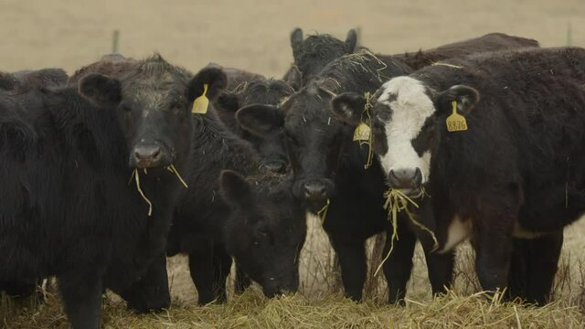Slow motion of a group of heifer cows eating hay from a windrow off the ground and staring at the camera
