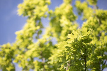 Green leaves