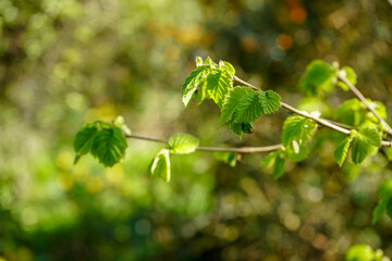 Close up of fresh green leaves in the spring
