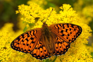 High Brown Fritillary (Fabriciana adippe) Butterfly 