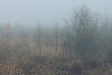 Fototapeta na wymiar Autumn forest in fog with fallen leaves