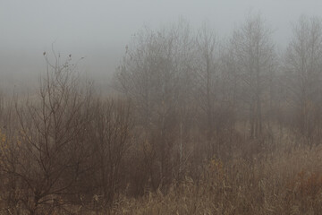 Obraz na płótnie Canvas Autumn forest in fog with fallen leaves
