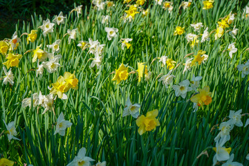 Close up of group of daffodil flowers in the spring 