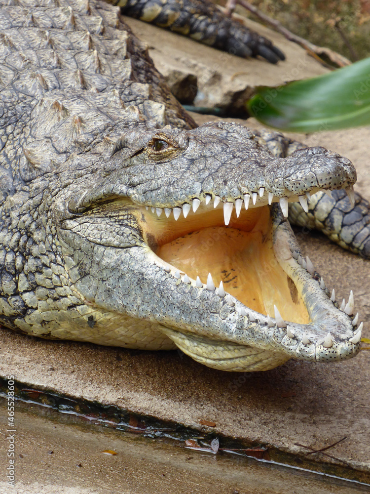 Sticker Closeup shot of the head of a saltwater crocodile showing its teeth