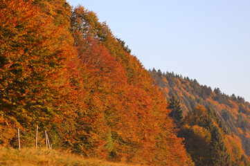 Fall colors in Cansiglio, Veneto, Italy