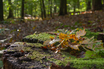 Herbstlaub