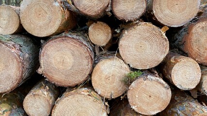 pine trees of different thickness cut with visible annual rings