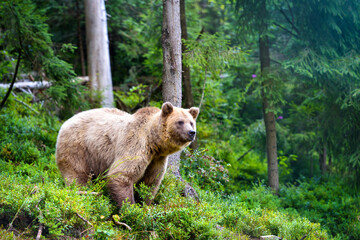 Young brown bear (Ursus arctos) on the edge of the forest