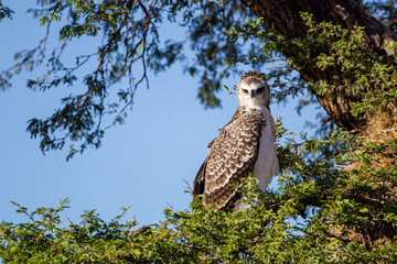 Juvenile Martial Eagle learning to fly in the Kalahari desert in South Africa