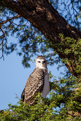 Juvenile Martial Eagle learning to fly in the Kalahari desert in South Africa