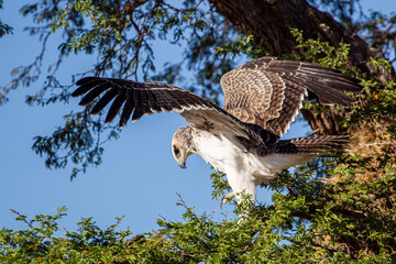 Juvenile Martial Eagle learning to fly in the Kalahari desert in South Africa