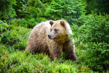 Obraz na płótnie Canvas Young brown bear (Ursus arctos) in the summer forest. Animal in natural habitat.