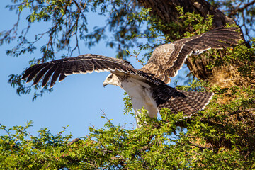 Juvenile Martial Eagle learning to fly in the Kalahari desert in South Africa
