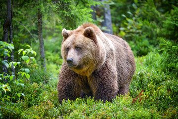 Plakat European brown bear (Ursus arctos). Big brown bear in forest.