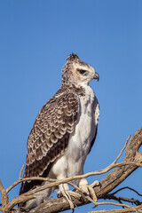 Juvenile Martial Eagle learning to fly in the Kalahari desert in South Africa