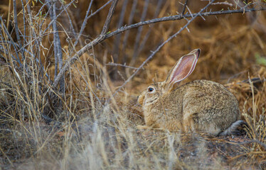 Scrub hare stopping long enough to rest in the shade in the Kgalagadi Transfrontier Park, South Africa