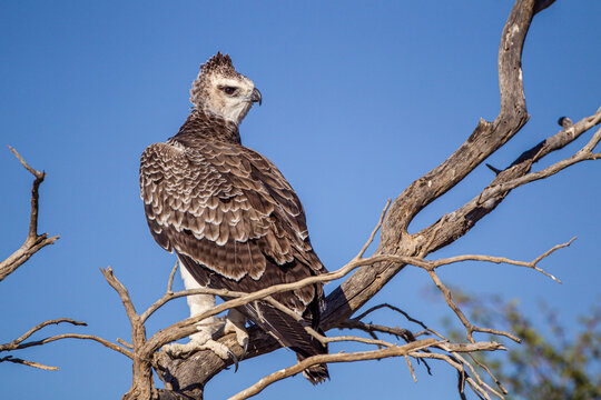 Juvenile Martial Eagle learning to fly in the Kalahari desert in South Africa