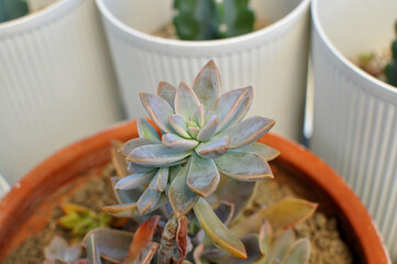 Cute Small Houseplant placed on top of Table. Isolated plant. 