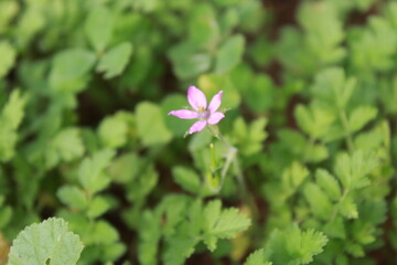 pink flowers in the garden