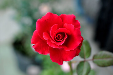 real red rose isolated and focused 
