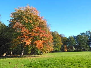Fototapeta premium Colors of autumn fall - Beautiful maple tree on a meadow
