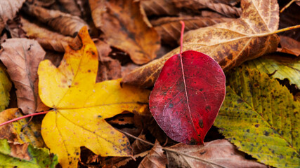 Autumn leaves on a beautiful sunny day
