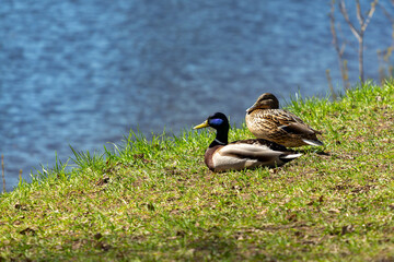 Two ducks