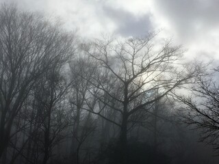 霧に包まれる神秘的な森