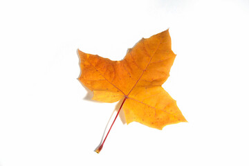 Autumn yellow orange wedge leaf close up isolated on white background.