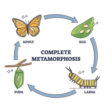 Complete metamorphosis with all life development cycle stages outline diagram. Labeled educational butterfly growth with egg, larva, pupa and adult sequence vector illustration. Biological explanation