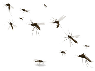 Isolated mosquito white background. Realistic dengue mosquito in vector illustration. Design of graphic source for healthcare of fever that mosquito is transmitter
