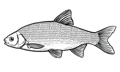 Hand-drawn Roach fish. Black and white. Vector sketch of a fish isolated on a white background.