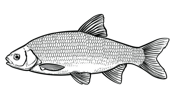 Hand-drawn Roach fish. Black and white. Vector sketch of a fish isolated on a white background.