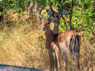 impala antelopes