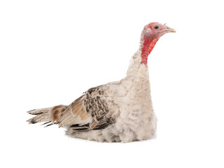 female turkey isolated on white background