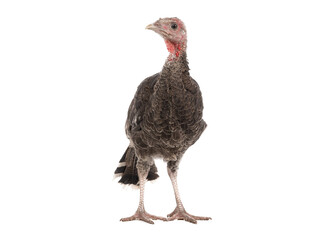 young  turkey isolated on white background