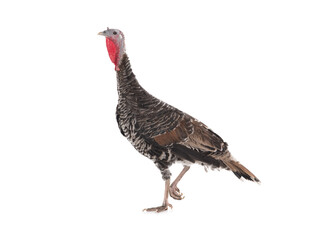 female turkey isolated on white background
