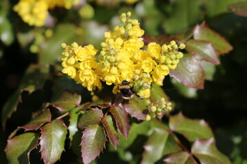 Flores amarillas
