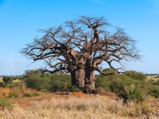 Foto op Canvas baobab tree © poco_bw