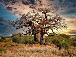 baobab tree - obrazy, fototapety, plakaty