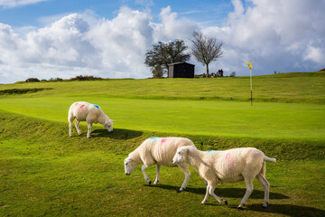Obraz premium sheep on a golf club, uk, kington, herefordshire