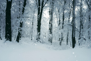 snow falling in fantasy winter forest