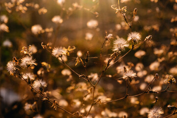 nature at sunset