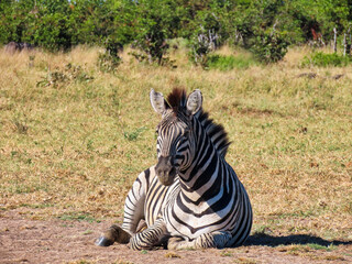 Fototapeta na wymiar zebra resting