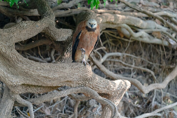 The black-collared hawk (Busarellus nigricollis)